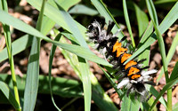 Milkweed Tussock Caterpillar (Euchaetes egle)