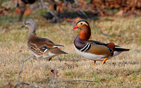 Mandarin Duck (Female & Male)