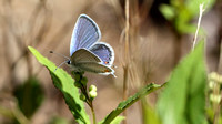Eastern Tailed-Blue (Everes comyntas) Underwing