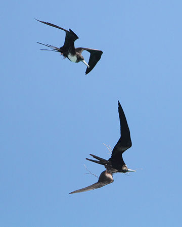 Magnificent Frigate Bird, male & female with nesting material