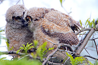 Great Horned Owlets