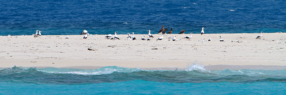 Masked Booby Nesting at the Dry Tortugas