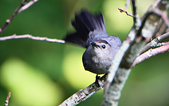 Catbird