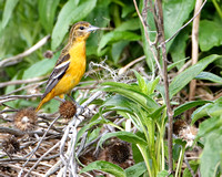 Female Baltimore Oriole Gathering Nest Material