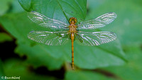 Immature Meadowhawk Species Dragonfly
