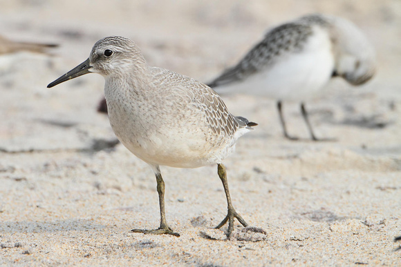 Red Knot with Sanderling