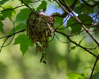 Nesting Solitary Vireo