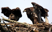 Bald Eagle, male on the left, female on the right.