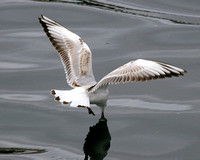 Black-headed Gull Flight Shot