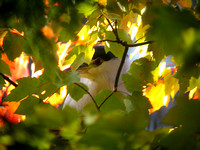 Peek-a-boo Black-crowned Night Heron