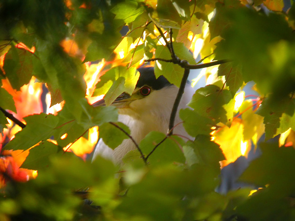 Peek-a-boo Black-crowned Night Heron