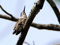 Ruby-throated Hummingbird ... Fledgling