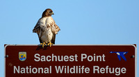 2011/02/04,06 Sachuest Point NWR