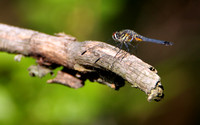 Blue Dasher Dragonfly (Pachydiplax longipennis), male
