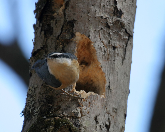 Red-breasted Nuthatch Nest Building