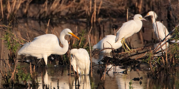 Great & Snowy Egret with Little Blue Herons