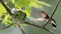 Ruby-throated Hummingbird ... Where've you been, Mom!  I'm hungry!