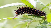 Great Spangled Fritillary (Speyeria cybele) Caterpillar