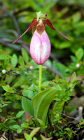 Lady Slipper (Orchid)