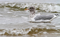 Thayer's Gull? Nope, 4th Winter/Cycle Herring Gull