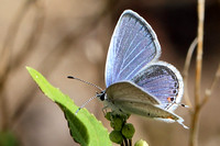 Eastern Tailed-Blue (Everes comyntas) Close-up View