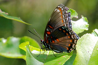 Red-spotted Purple (Limenitis arthemis) Butterfly