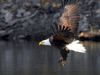 Bald Eagle (Haliaeetus leucocephalus) Take-off, Female