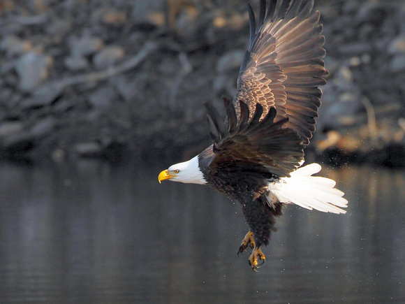 Bald Eagle (Haliaeetus leucocephalus) Take-off, Female
