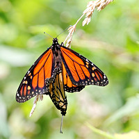 Monarch Butterflies (Danaus plexippus) Mating