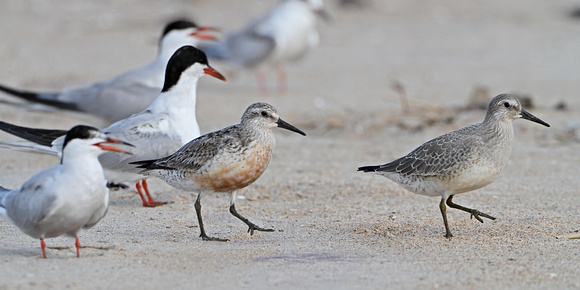 Red Knots with Common Terns