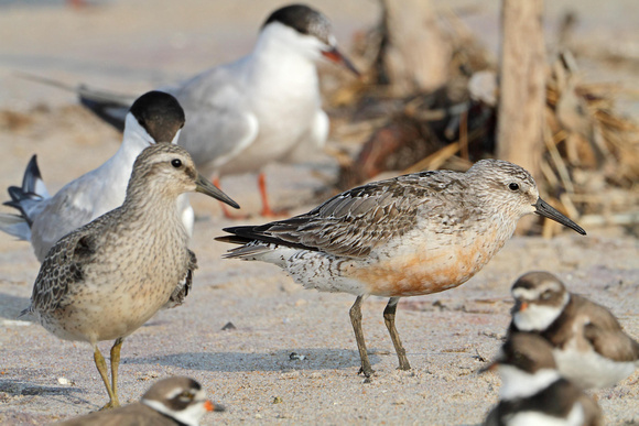 Red Knots with Common Tern & Semipalmated Plovers