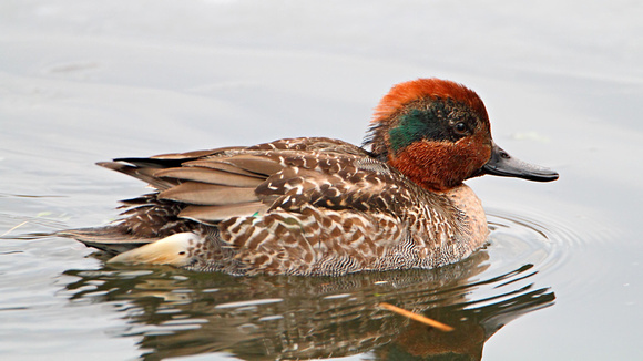 American Green-winged Teal (Anas crecca), Juvenile Male