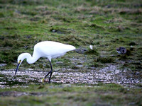 Snowy Egret
