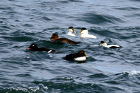 White-winged Scouter with Common Eider