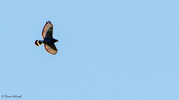 Broad-winged Hawk (Buteo platypterus), dark adult
