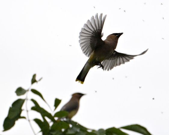 Cedar Waxwing catching Flying Ants