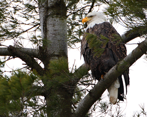 Adult Bald Eagle