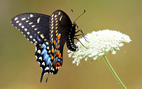 Black Swallowtail (Papilio polyxenes)  Ovipositing