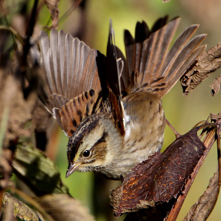 Swamp Sparrow Takeoff