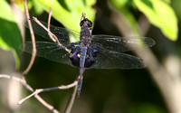 Black Saddlebags (Dragonfly)