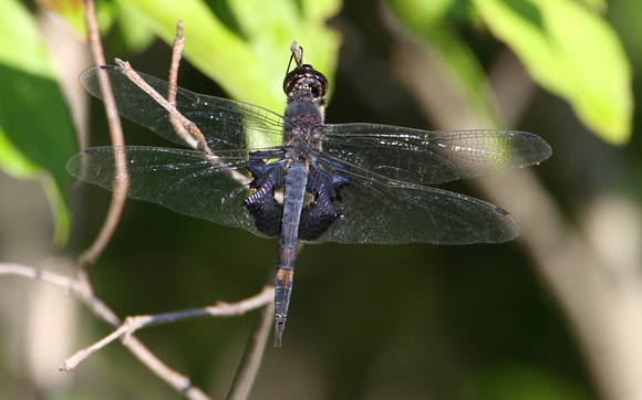 Black Saddlebags (Dragonfly)