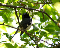 Black-throated Blue Warbler Singing