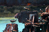 Brown Noddy on the dock at Fort Jefferson