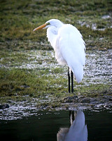Great Egret