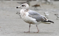 California Gull, 2nd winter? Nope,  3rd Winter/Cycle Herring Gull