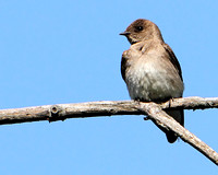 Northern Rough-winged Swallow, Perched