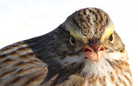 Ipswich Savannah Sparrow (Head Detail)