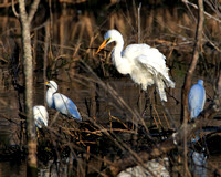 Great and Snow Egret