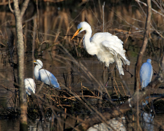Great and Snow Egret