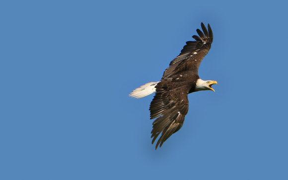 Bald Eagle Flight Sequence